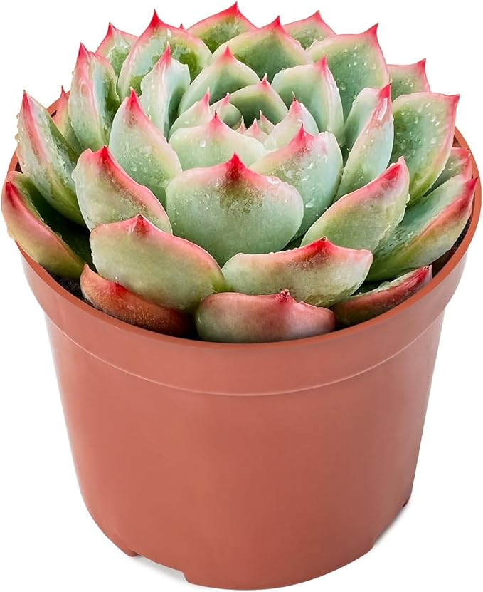 Echeveria 'Silhouette'
Live Succulent Echeveria 'Silhouette', Rooted in a 2-inch pot Rare Succulents Plants Easy-Care House Plant for Home Office Decoration, Wedding Party Favor Gift-DUOROU