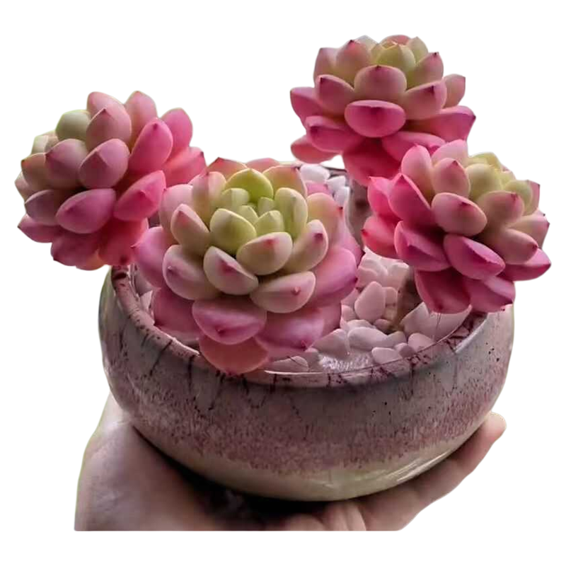 Echeveria Laui,Live Succulent Plants Rooted in a 2-inch pot,Mini Pink Succulents,Bare Root Without Pot Soil, Live Plants Indoor Party Wedding Garden House Baby Shower Decor Friend Gift-DUOROU