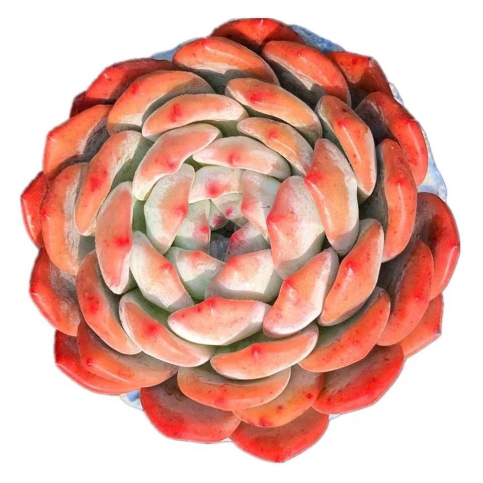 Echeveria 'Orange Monroe'

Echeveria Orange Monroe Rare Live Succulent Plants, Pink Live Plant, Excludes Pot & Soil, Garden Indoor Office Desk, Wedding Party Baby Shower Decor, Gift for Plant Enthusiasts-DUOROU