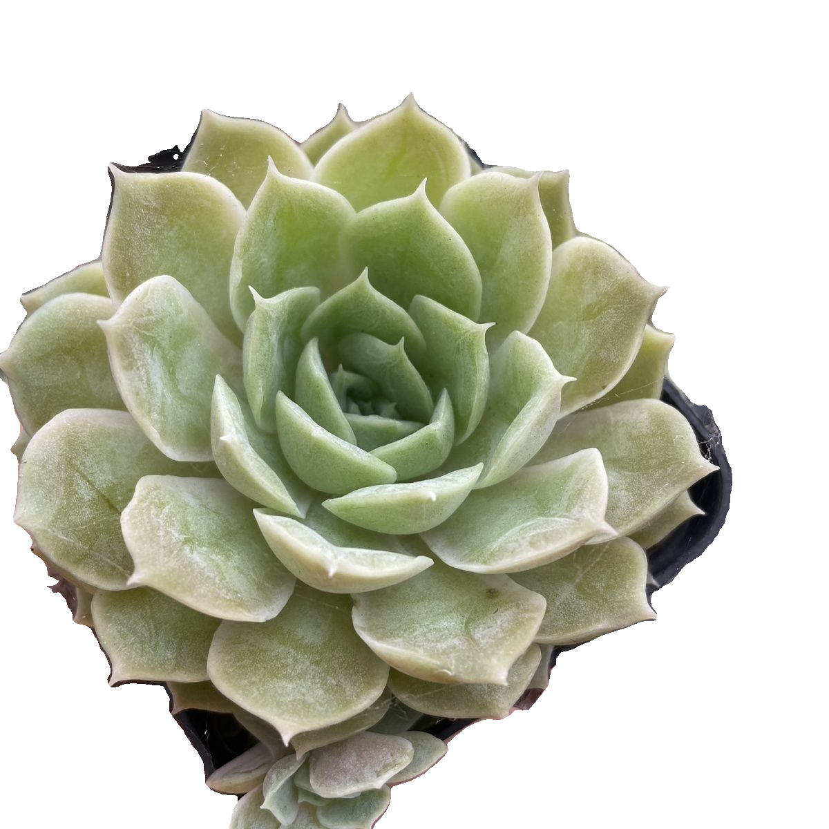 Echeveria Onslow Rare Live Succulent Plants, Live Plant, Package Without Pot & Soil, Garden Indoor Office Desk, Wedding Party Baby Shower Decoration, Friend Plant Lovers Gifts-DUOROU