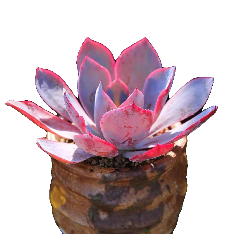 Echeveria shaviana 'Pink Frills', Live Mini Succulent Plants, Valentine's Day gifts and bouquets,Low Maintenance, Exceptional Colors & Textures-DUOROU