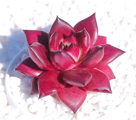 Echeveria Roca, Live Succulent Plant Rooted in a 2-inch pot,,Real Houseplant for Indoor Outdoor Home Office Wedding Decoration Party Favor-DUOROU