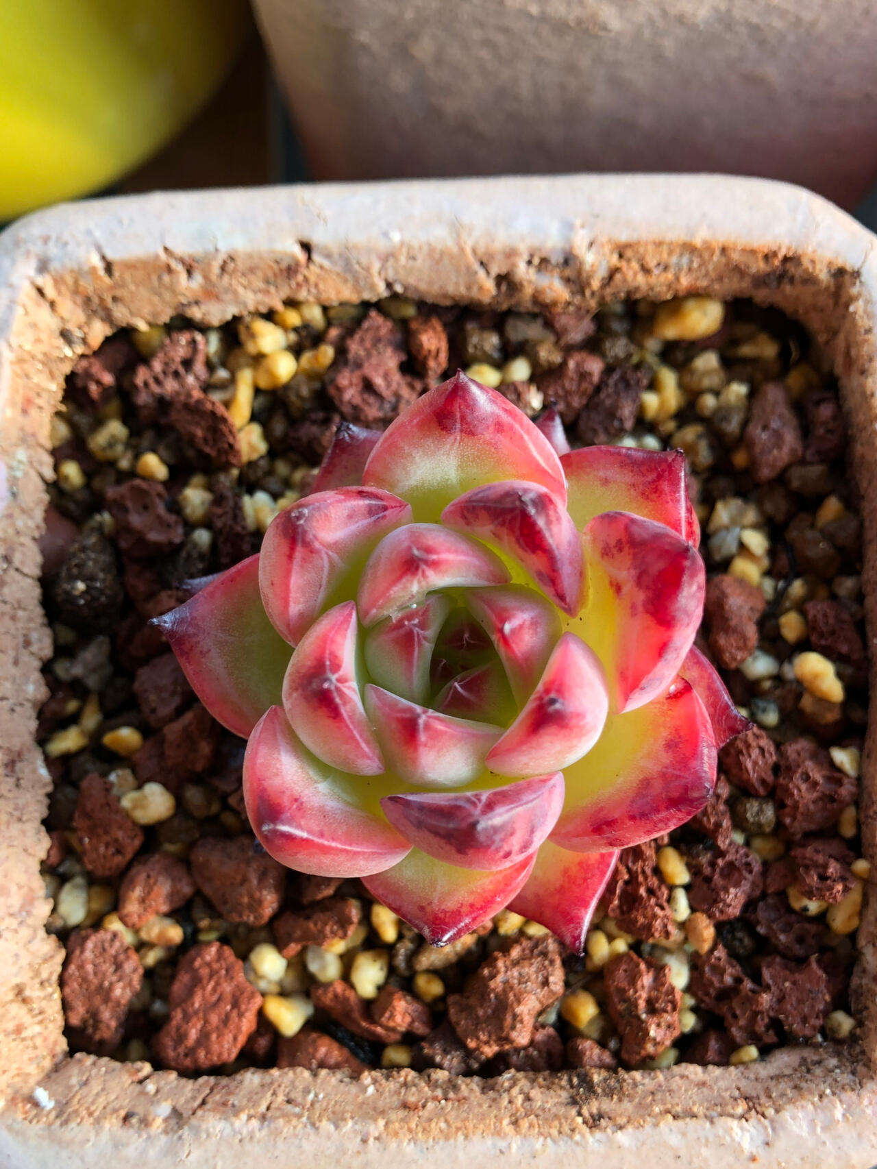 Echeveria 'Bonfire',Succulents Plants ,Rooted in a 2-inch pot ,Live House Plants, Cactus Plants Live Plants Indoor Plants Live Houseplants, Indoor Plant Succulents Live Plant House Plant by Plants for Pets-DUOROU