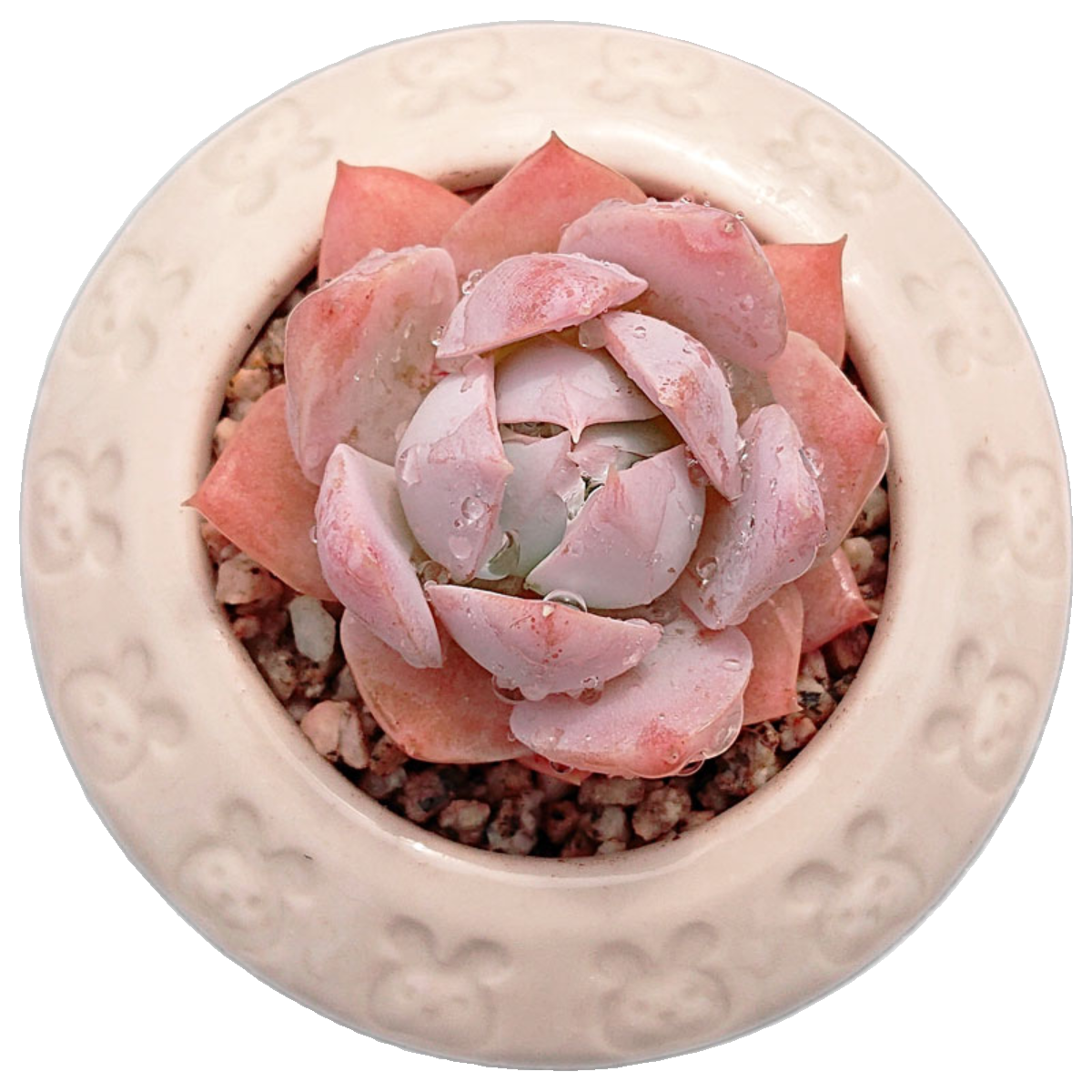 Sedum suaveolens,Live Succulent Plants Rooted in a 2-inch pot, Cute collection of mini succulent plants to inspire, gift, and decorate-DUOROU