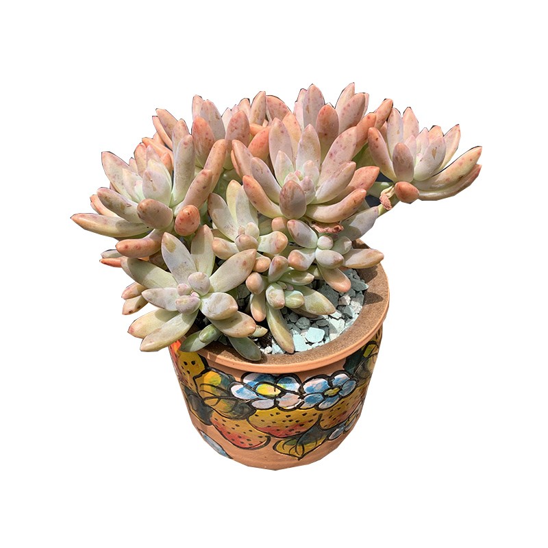 Graptosedum 'Francesco Baldi', live Succulents Rooted 2-inch , Rare Small Indoor House Plants for Home Garden Wedding Party ,Low Maintenance, Exceptional Colors & Textures,Home Decor,Guest Housewarming Gifts, Christmas Decorations-DUOROU