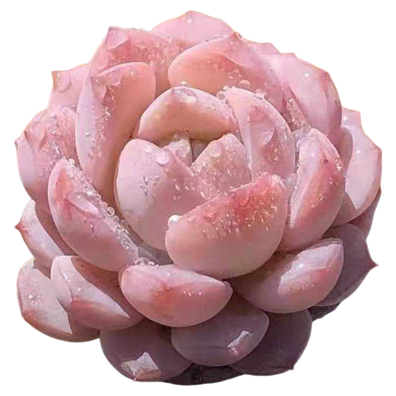 Echeveria 'Amazing Grace', Live Succulent Plant Rooted  2-inch 
, Real Houseplant for Indoor Outdoor Home Office Wedding Decoration Party Favor-DUOROU