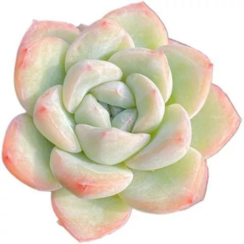 Eecheveria'Sensation',Live Mini Succulent Plants, Low Maintenance, Exceptional Colors & Textures,Home Decor New Year Gifts, Housewarming Gifts, Guest Housewarming Gifts, Christmas Decorations-DUOROU