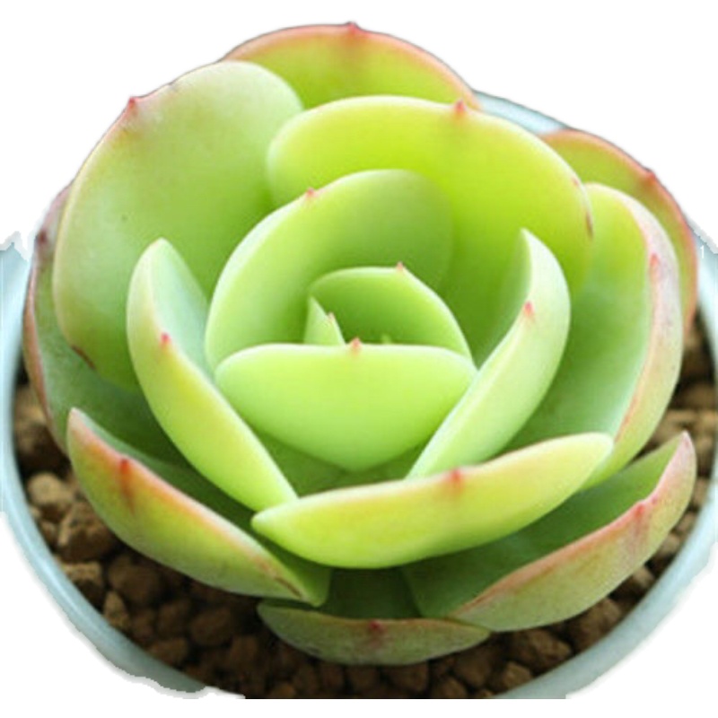 Echeveria 'Eggs and Peach',Succulents Plants Rooted  2-inch , Succulent Plants Live House Plants, Cactus Plants Live Plants Indoor Plants Live Houseplants, Indoor Plant Succulents Live Plant House Plant by Plants for Pets.-DUOROU