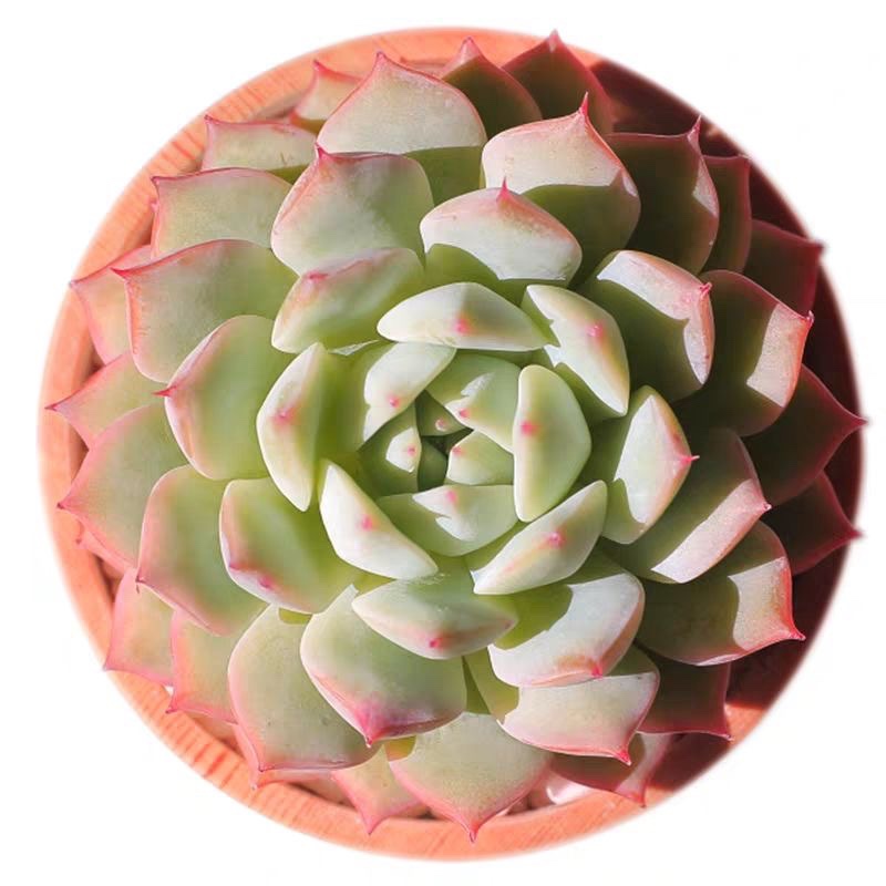 TP,Live Mini Succulent Plants Rooted  2-inch , Low Maintenance, Exceptional Colors & Textures - Coworker Thank You Gifts, Flower Cactus Planter Gifts, ,Assorted Potted Succulents Plants,Rare Small Indoor House for Home Garden Wedding Decor Party Favor-DUOROU