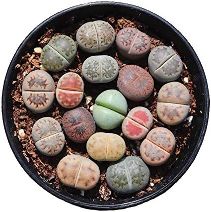 Lithops , Small Random Mix Rare Live Succulent Plants, Rooted in a 2-inch pot, Live Plant, Bare Root Without Pot & Soil, Indoor Office, Friend Plant Lovers Gifts-DUOROU