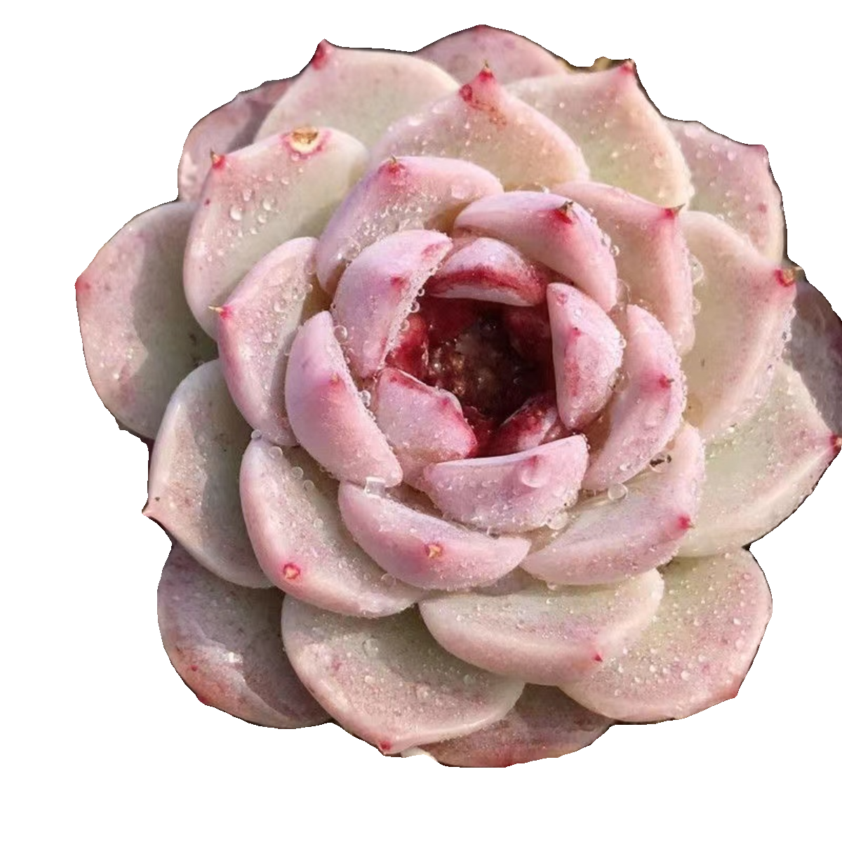 Echeveria 'Red Velvet' Sugar Heart, Rare Live Succulent Plant Rooted in a 2-inch pot ,Home Office Indoor Outdoor Wedding Decoration DIY Projects Party Favor-DUOROU