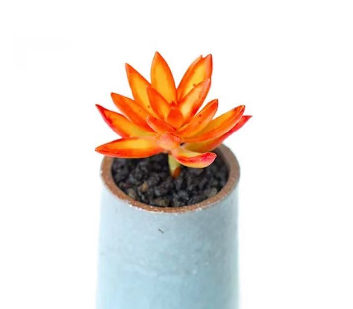 Sedum Adolphi 'Firestorm', Live Succulents Plants Rooted in a 2-inch pot, Easy-Care House Plants for DIY, Home Office Decoration, Wedding Party Favor-DUOROU