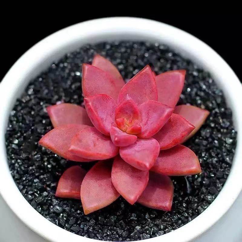Live Succulent xGraptosedum “Bronze”Rooted in a 2-inch pot with Soil Mix, Succulents Plants Live, Rare House Plant for Home Office Wedding Indoor Outdoor Decoration, DIY Projects by The Succulent Cult-DUOROU