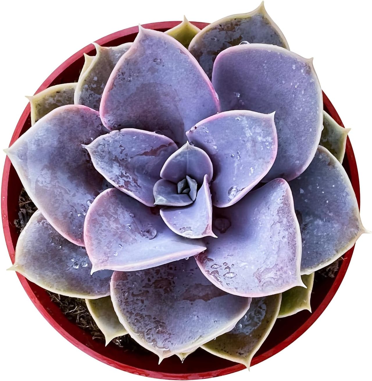 Sprout N Green Echeveria 'Perle von Nürnberg', Live Succulent Fully Rooted in 4 inch Nursery Planter Pots, House Plant for Home Office Wedding Decoration DIY Projects Party Favor-DUOROU