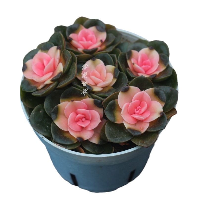 Live Succulent 'Echeveria Melaco', Rare Succulent Plant Rooted in a 2-inch pot, Unique House Plant for DIY, Party Favor, Home Office Decoration-DUOROU