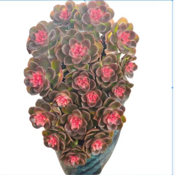 Live Succulent 'Echeveria Melaco', Rare Succulent Plant Rooted in a 2-inch pot, Unique House Plant for DIY, Party Favor, Home Office Decoration-DUOROU