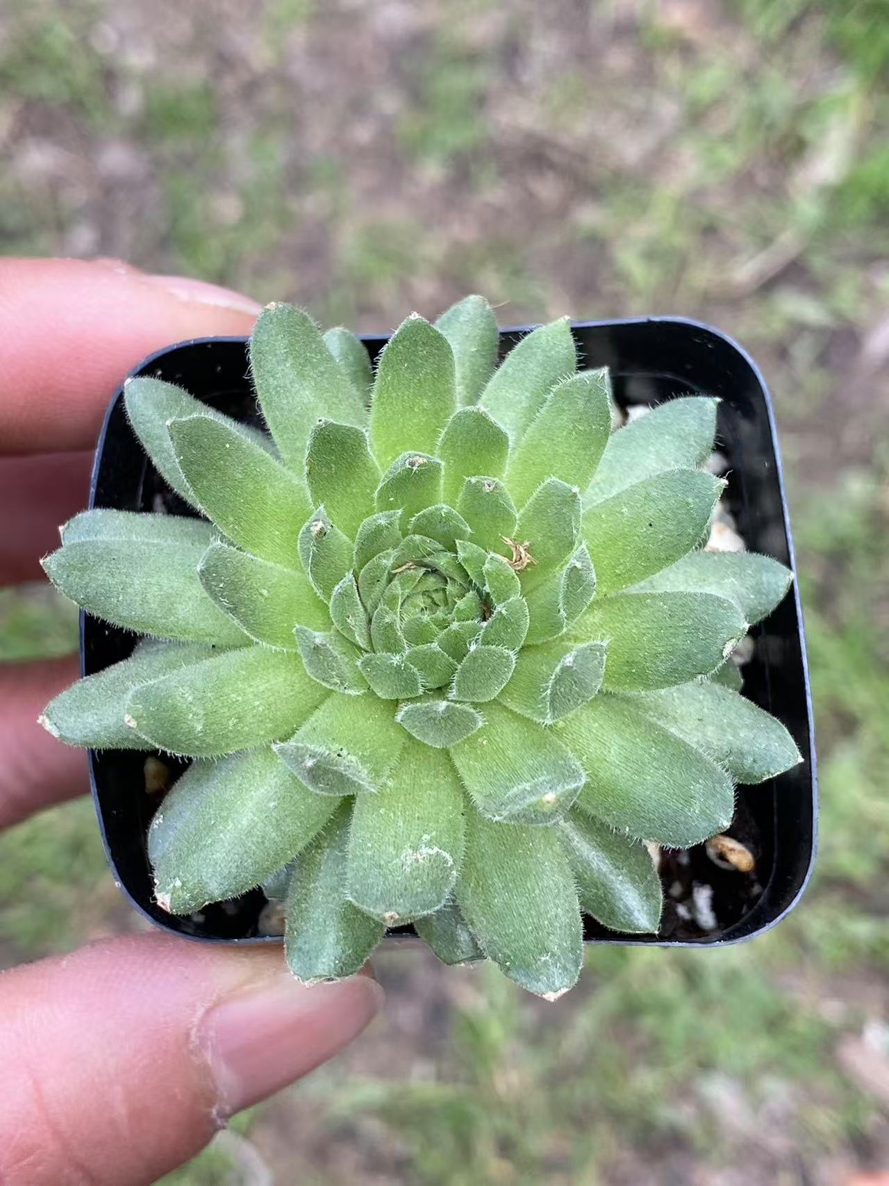 Sempervivum arachnoideum'Cebenese', Live Mini Succulent Plants Rooted in a 2-inch pot, Low Maintenance, Coworker Thank You Gifts, Flower Cactus Planter Gifts, Farewell Going Away Appreciation Inspirational Gifts for Women Men Boss Lady Manager Coworkers-DUOROU