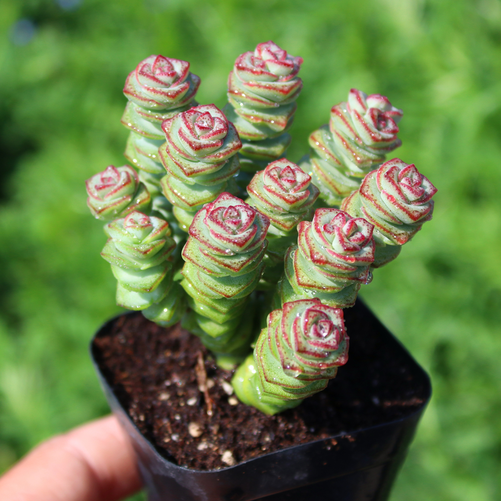 Crassula marnieriana,  Live Trailing Succulent 
Rooted in a 2-inch pot with Soil Mix, Rare House Plant for Home Office Wedding Hanging Decoration, DIY Projects, Party Favor Gift by Fatplants-DUOROU