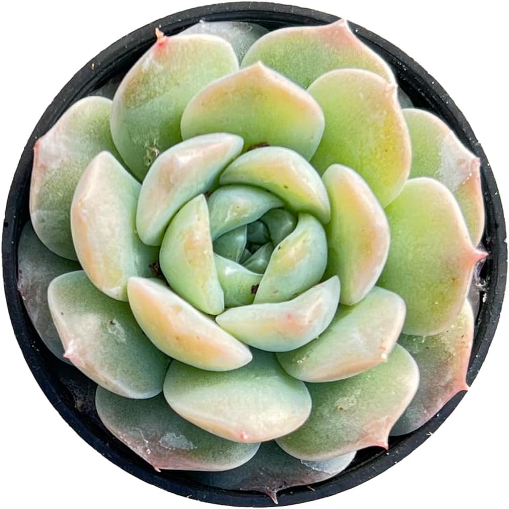 Echeveria 'Pure Love', Rare Live Succulent Rooted in a 2-inch pot, Home Office Indoor Outdoor Wedding Decoration DIY Projects Party Favor-DUOROU