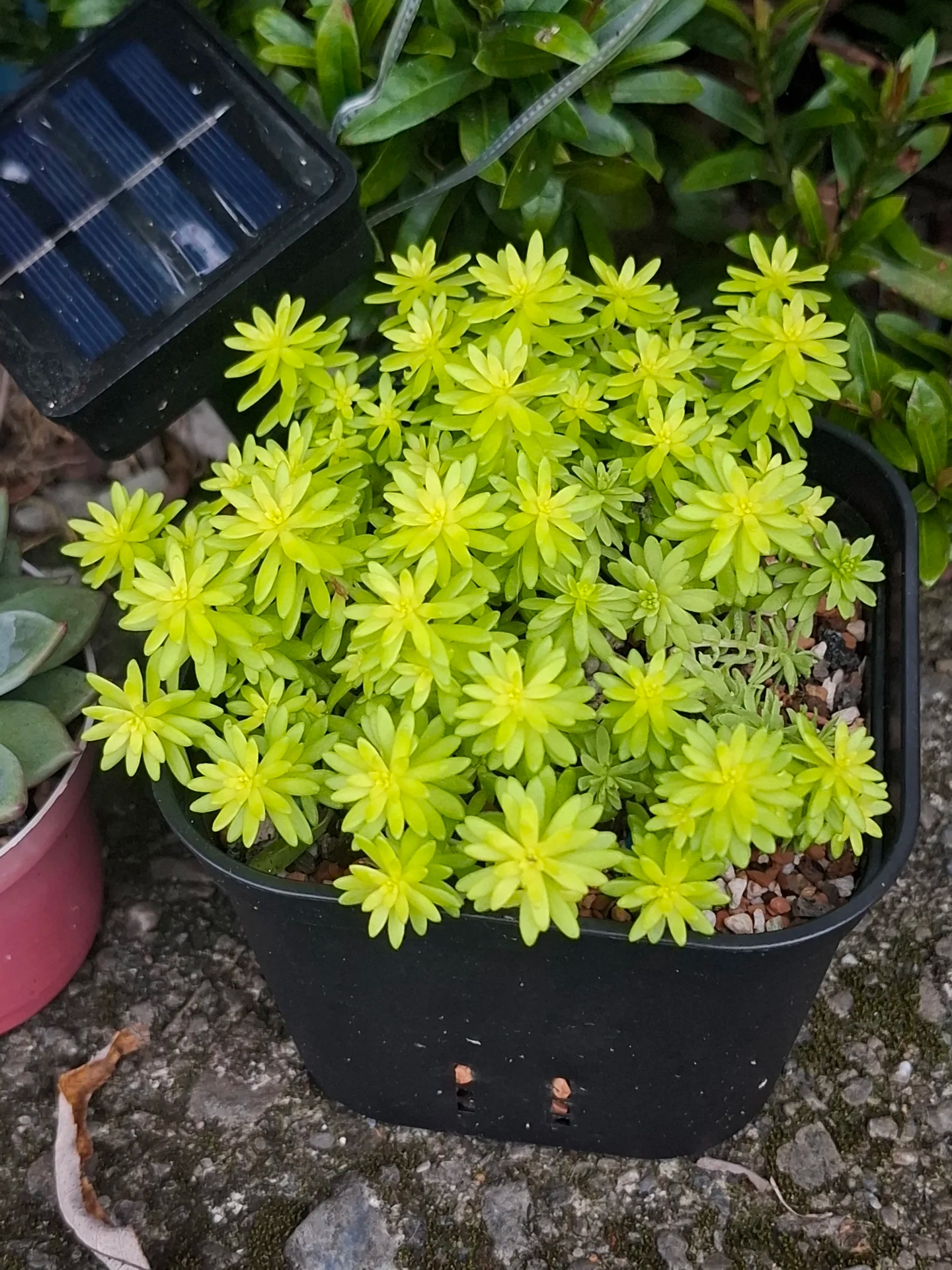 Sedum hispanicum 'Aureum',Live Succulent Plants
Rooted in a 2-inch pot,home decor, a great gift choice, Available in a variety of colors, perfect for desktop or balcony decoration.-DUOROU