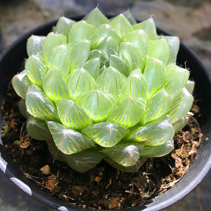 Haworthia cooperi var. Picturata, Live Succulent Plants Rooted in a 2-inch pot, Cute collection of mini succulent plants to inspire, gift, and decorate.Home garden plant, easy to grow.-DUOROU