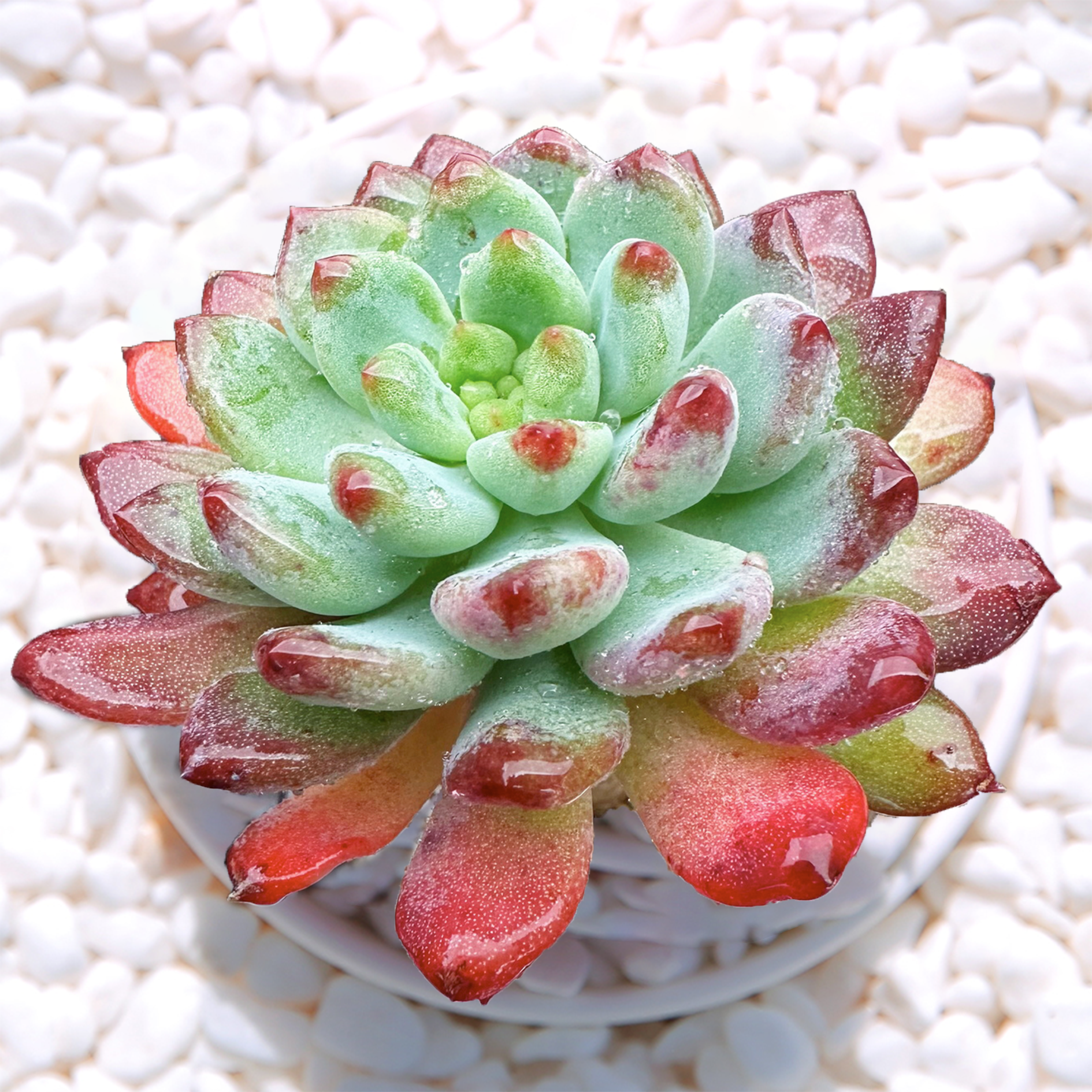 Echeveria 'Blue Elf' , Live Succulent Rooted in a 2-inch pot. Cute succulent plants, Beautiful potted plants, balcony Ornamental plant, colorful and cute.-DUOROU