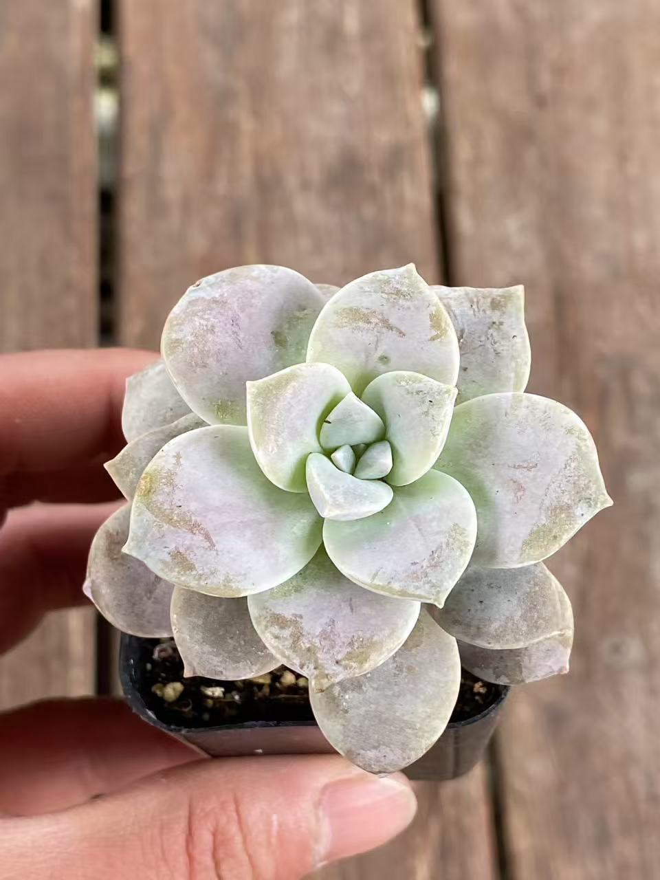 Graptopetalum ‘Snow-White’, Live Succulent Plants Rooted in a 2-inch pot. Cute collection of mini succulent plants to inspire, gift, and decorate.-DUOROU