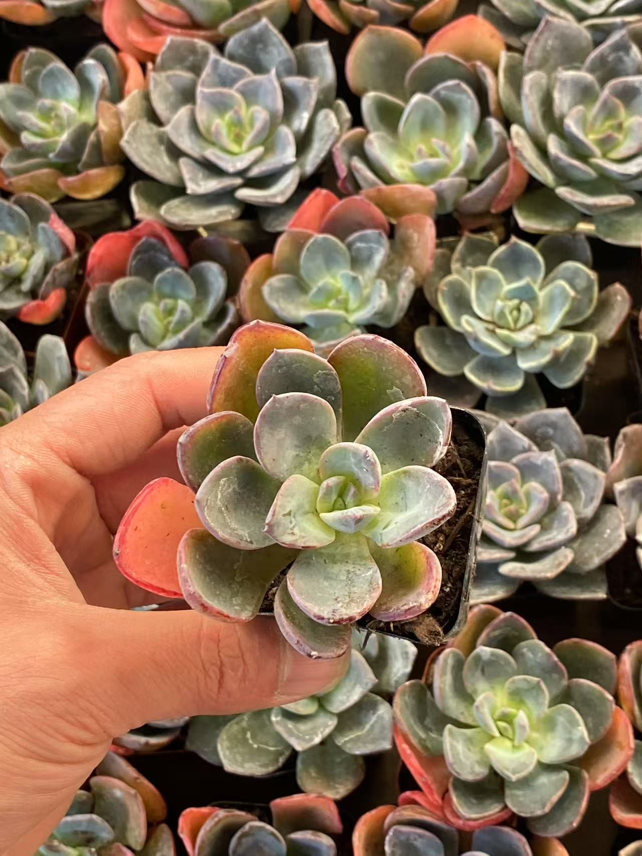 Echeveria Fiona, Live succulent plants Rooted in a 2-inch pot, perfect for gifts, home decoration plants, easy to grow.Beautiful ornamental plants, Housewarming Gifts, Guest Housewarming Gifts, Christmas Decorations-DUOROU