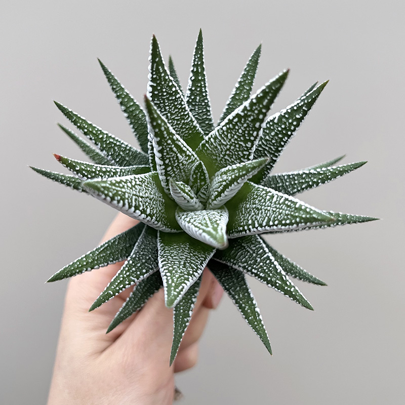 Haworthia attenuata - Live Mini Succulent Plants Rooted in a 2-inch pot, Low Maintenance, Exceptional Colors & Textures Home Decor New Year Gifts, Housewarming Gifts, Guest Housewarming Gifts-DUOROU
