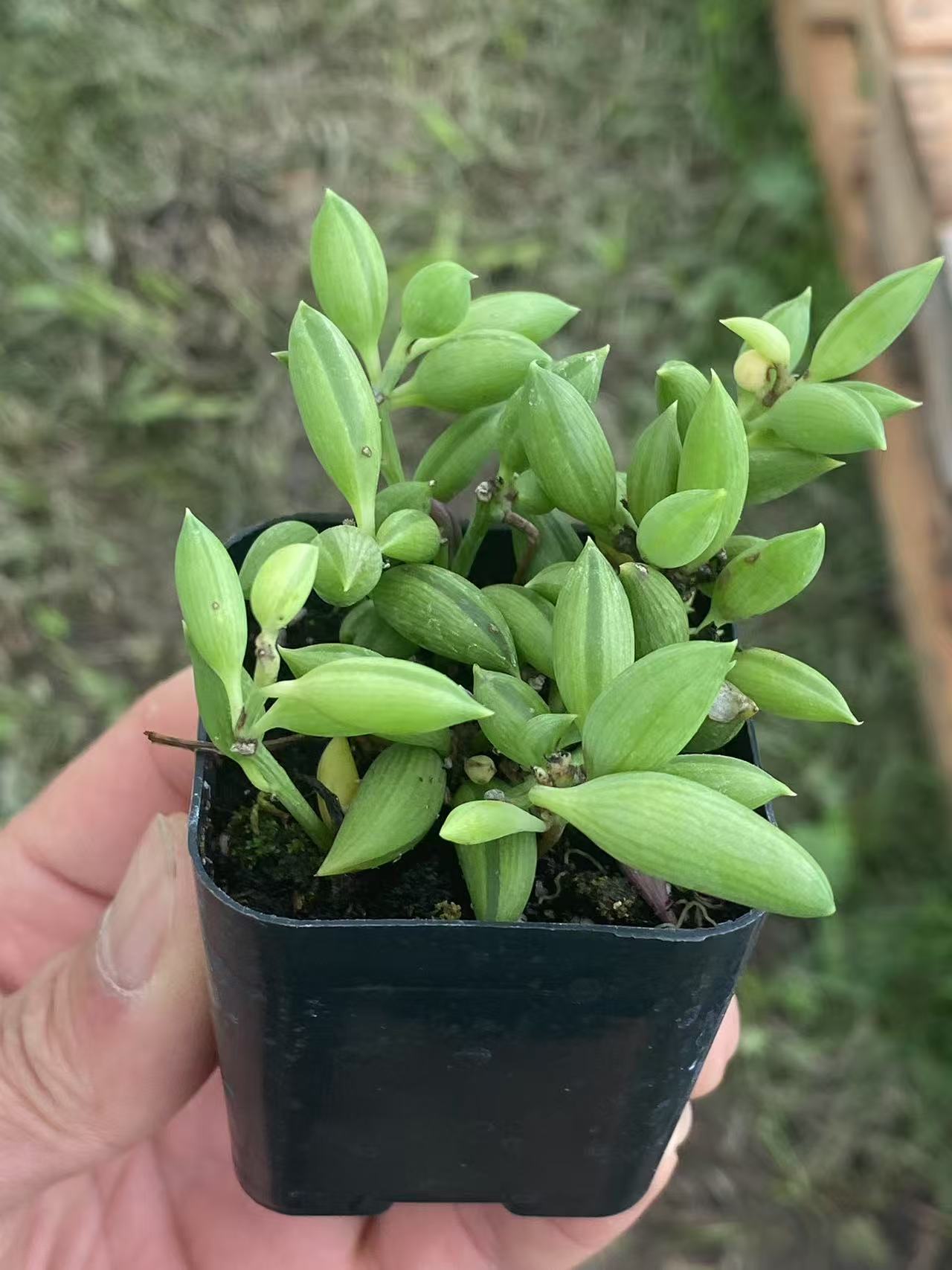 String Of Bananas,Live mini succulent Rooted  2-inch , ,Low Maintenance, Exceptional Colors & Textures - Wedding and Party Favors, Gift & Garden, Cute collection plants to inspire, gift, and decorate-DUOROU