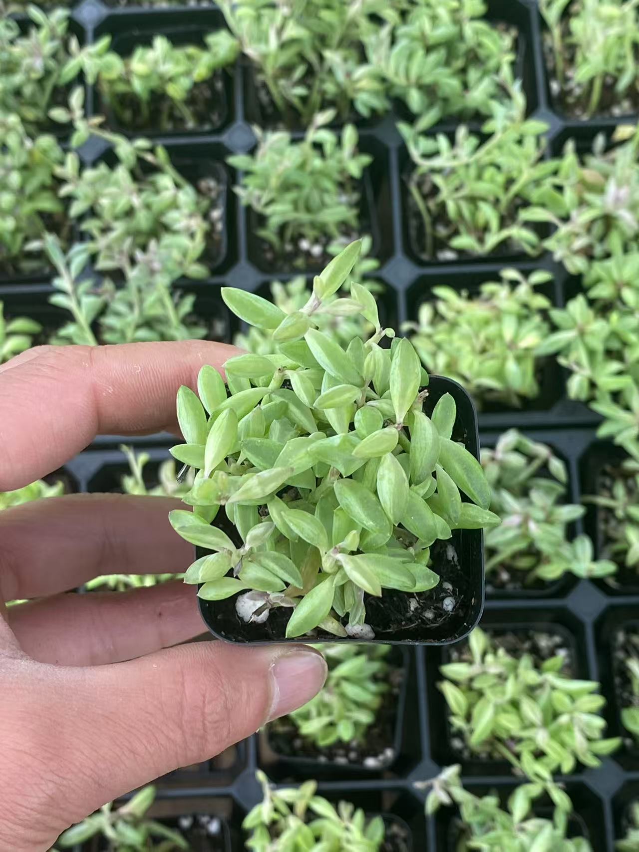 String of Dolphins in 2 inch Nursery Planter, Live Succulent Plant Fully Rooted in Pots with Soil, Rare House Plant for Home Office Wedding Decoration DIY Projects Party-DUOROU