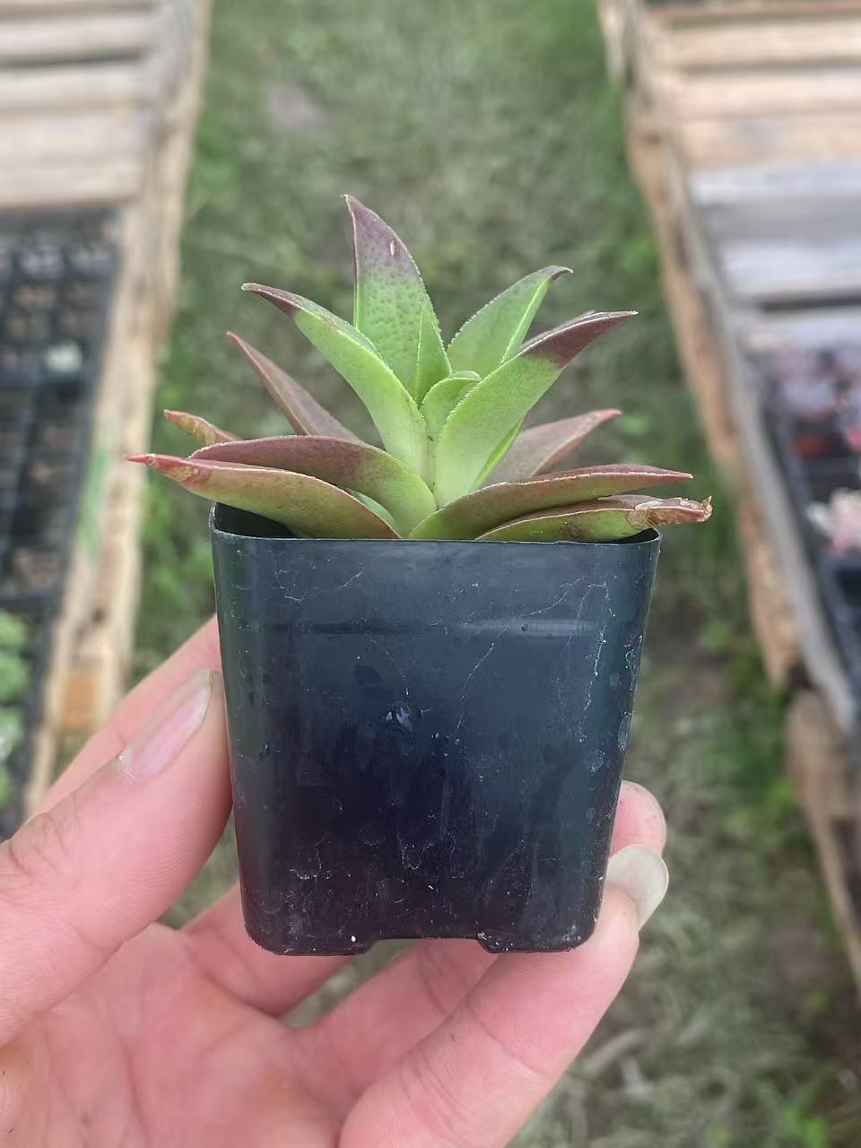 Crassula Fusca, Live Mini Succulent Plants Rooted 2-inch pot. Vibrant colors, easy to grow, sun-loving—perfect gift for friends, coworkers, or succulent lovers-DUOROU