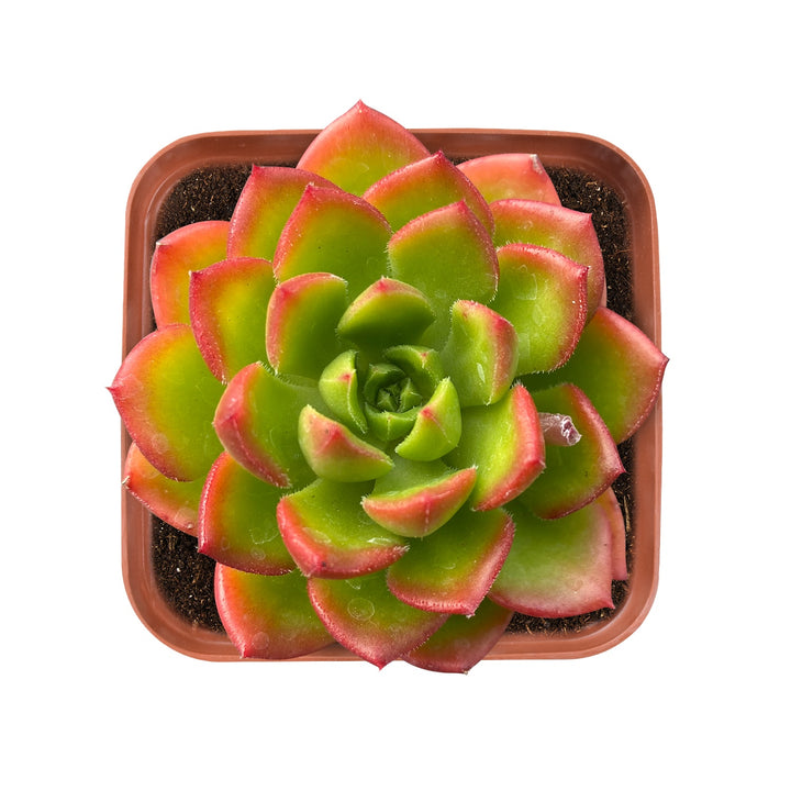 Sedeveria Letizia, Live Succulent Plant Fully Rooted  2"  with Soil Mix, Real Houseplant for Indoor Outdoor Home Office Wedding Decoration Party Favor-DUOROU
