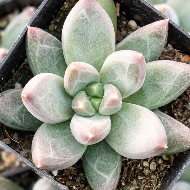 Pachyphytum compactum 'Little Jewel'Live Succulent Plants Rooted in a 2-inch pot with Soil Mix, Real House Plant for Indoor Outdoor Home Office Wedding Decoration Party Favor-DUOROU