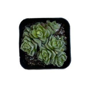 Crassula 'Dorothy' ,Live succuelnt Rooted in a 2-inch pot
, Home decor plants,Indoor succulents,Perfect gift choice,Must-have for plant lovers.-DUOROU
