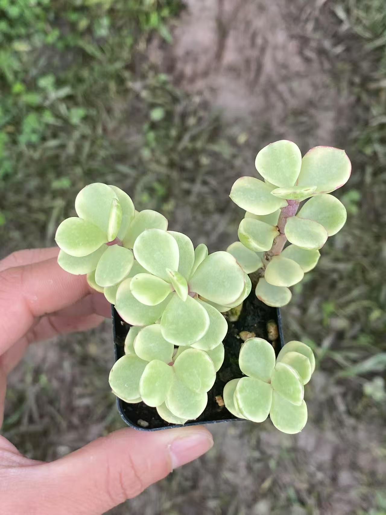 Portulacaria afra Succulents Rooted in 2-inch ,Home decor plants,Indoor succulents,Perfect gift choice,Must-have for plant lovers-DUOROU