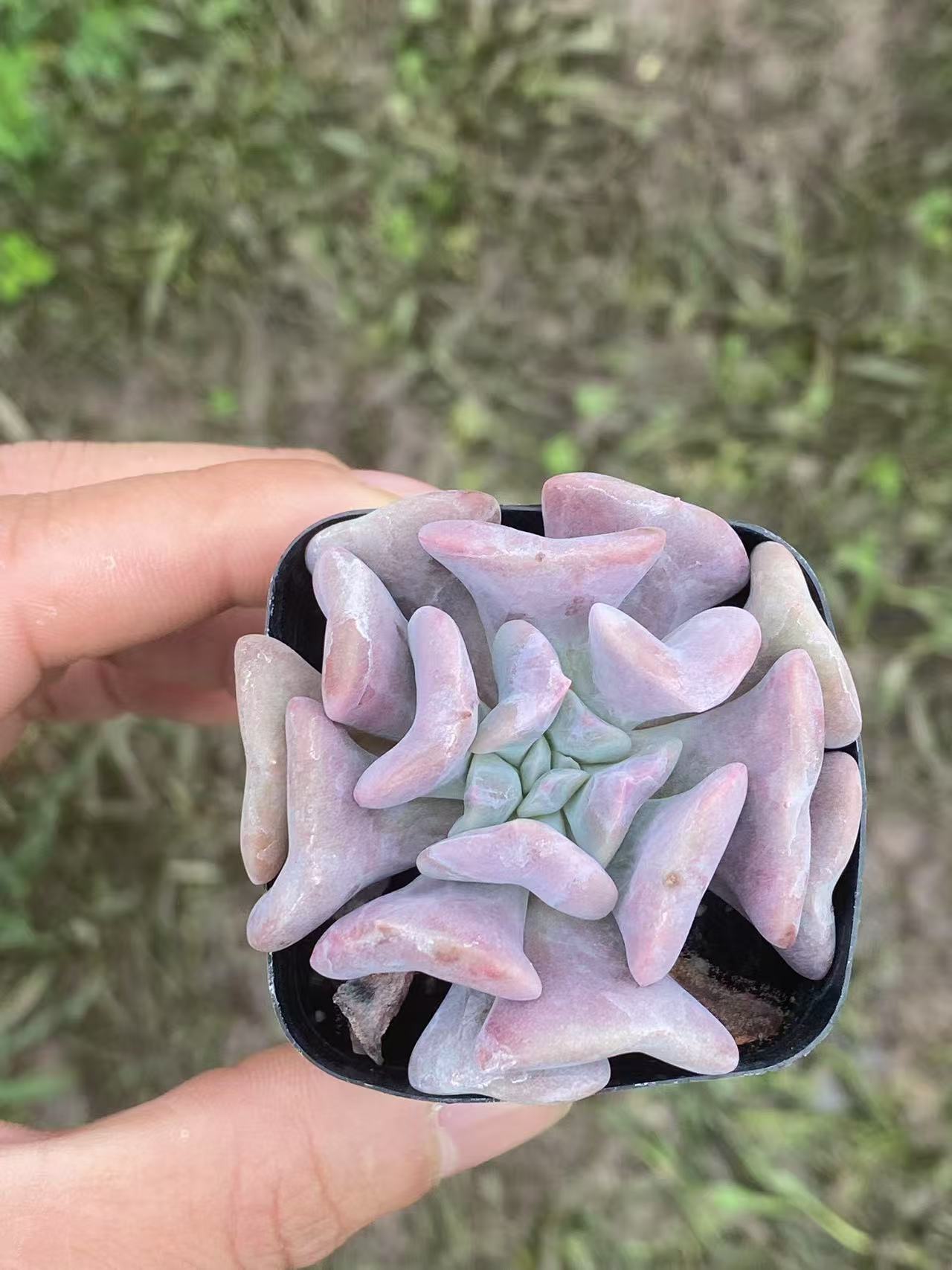 Echeveria 'Exotic' , Live succulent Rooted in a 2-inch pot, Cute collection of mini succulent plants to inspire, gift, and decorate-DUOROU