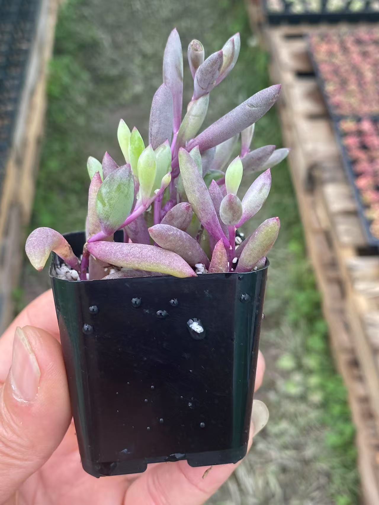 String of Ruby's Necklace,Live Succulent Rooted in a 2-inch pot, House Plant for Home Office Decoration, DIY Projects, Party Favor Gift-DUOROU