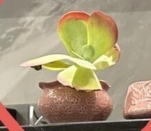 Queen of the Sun Succulent, Rare Fully Rooted Live Plant, Easy Care, Indoor Outdoor Decor, Wedding DIY Party Favor, Drought-Tolerant Gift for Home or Office-DUOROU