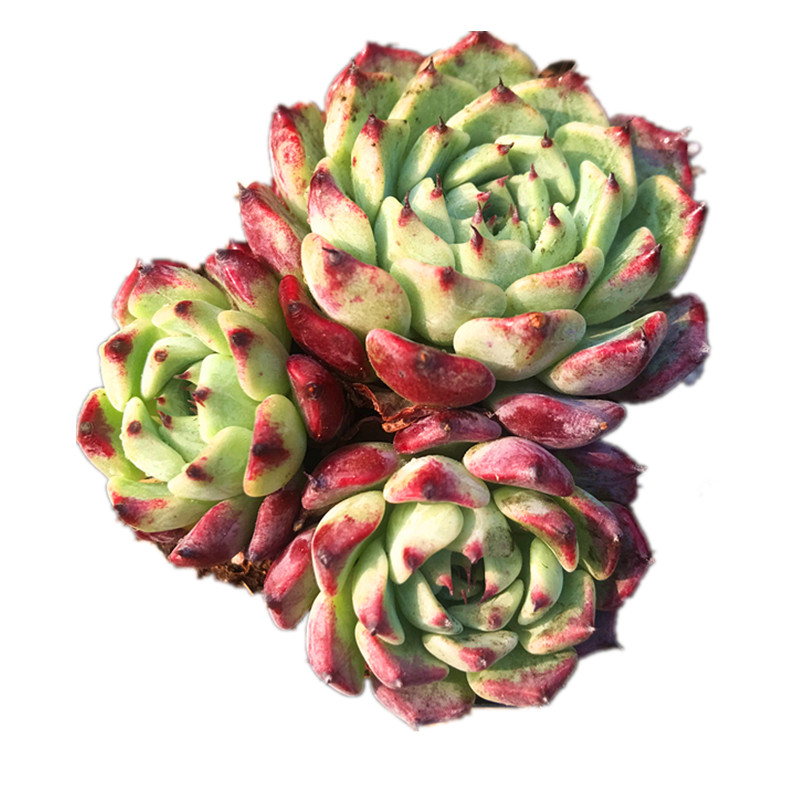 Echeveria ‘Sara Himebotan’ Live Succulent, Mini Plant with Unique Colors & Texture, Low Maintenance Gift for Home, Holiday, Coworker, Christmas, New Year, or Decor-DUOROU
