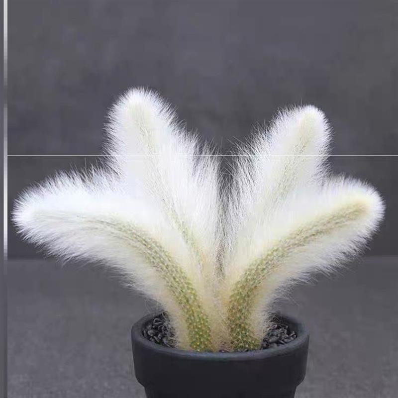 Monkey Tail Cactus Live Succulent, Rooted 2-Inch Pot, Indoor Houseplant Gift, Funny Coworker, Office, Farewell, Inspirational or Thank You Present, Easy to Grow-DUOROU