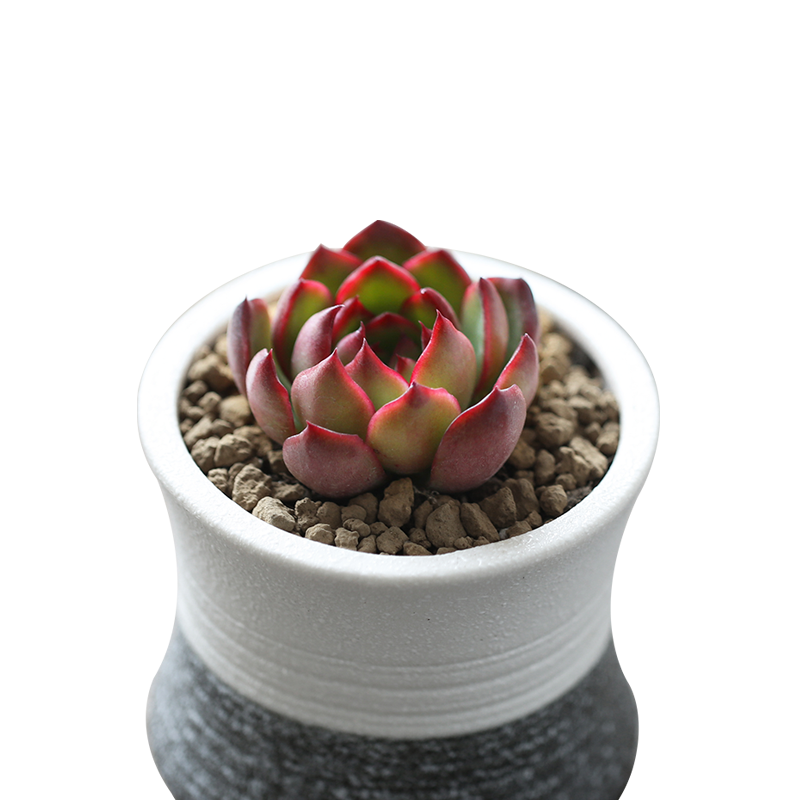 Echeveria 'Puli-lindsayana' Mini Succulent, Live Plant in Nursery Pot, Low Care Houseplant, Gift for Holidays, Valentine, Baby/Bridal Shower, Home Decor or Office-DUOROU