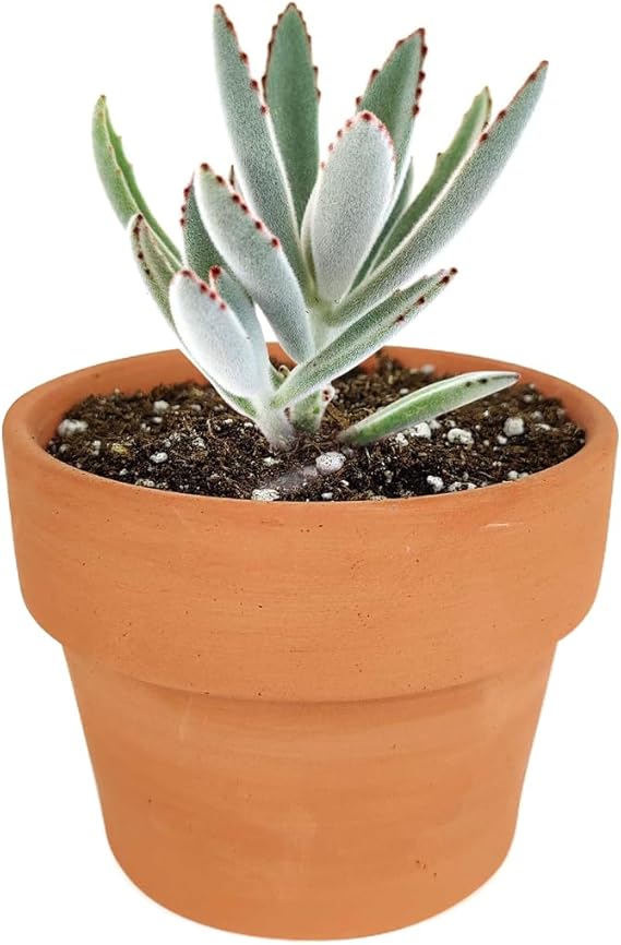 Kalanchoe tomentosa Live Succulent, Rooted Plant in 2-Inch Pot, Cute Animal-Like Fuzzy Leaves, Great for Kids, Friends, Colleagues, Easy Care, Home or Balcony Decor-DUOROU