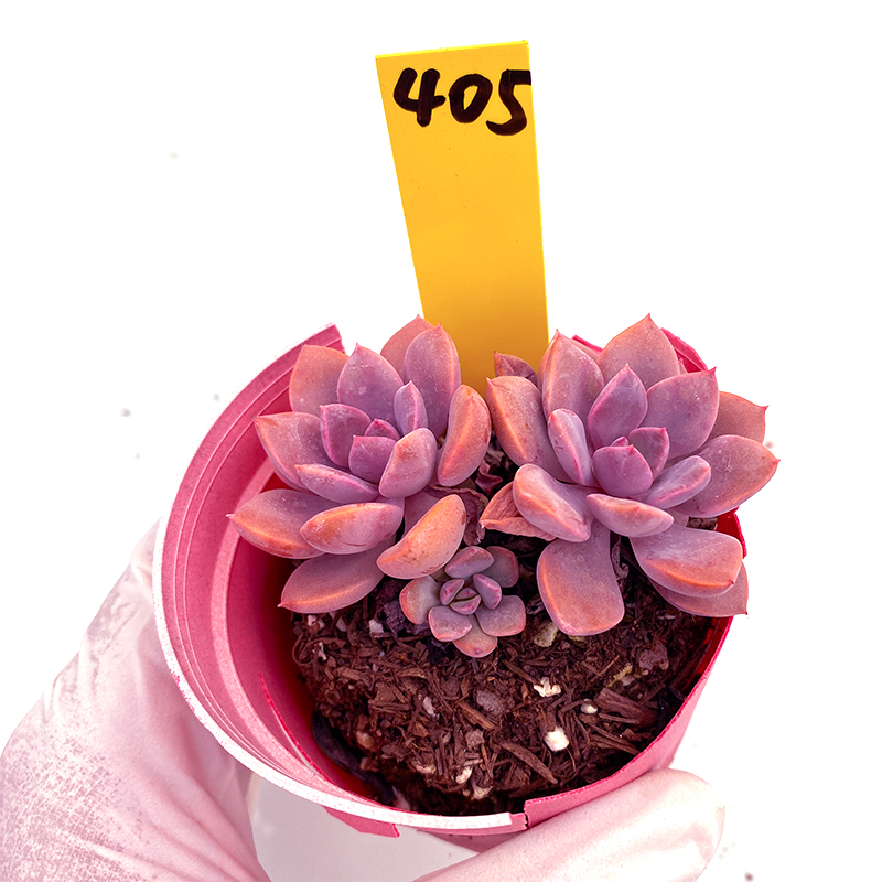 Graptoveria ‘Debbie’ Mini Succulent Plant, Rooted in 2-Inch Pot, Easter Party Favor, Easy Care Colorful Houseplant, Gift for Home, Office, or Ornamental Decoration-DUOROU