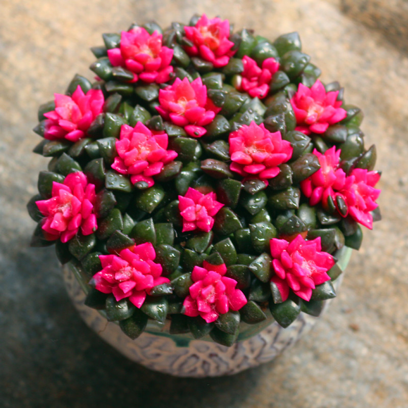 Anacampseros Rufescens Live Succulent Cluster, Rooted Plant in 2-Inch Pot, Colorful Variegated Houseplant, Gift for Easter, Home, Office, Holiday, or Party Favor-DUOROU