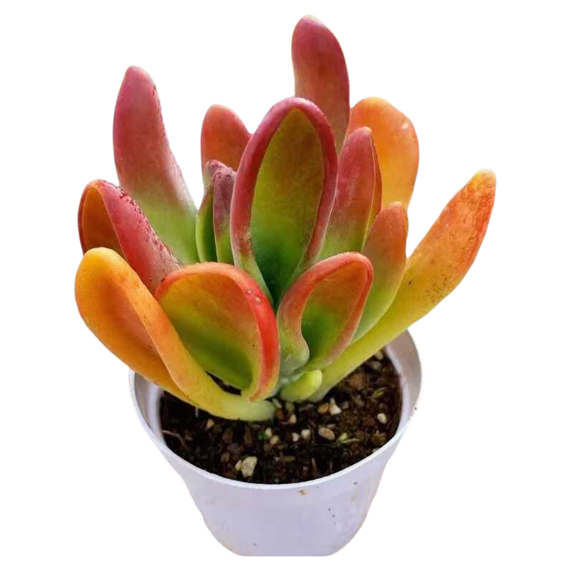 Kalanchoe thyrsiflora 'Fire Fox' Succulent Plant, Rooted 2-Inch Pot, Easy Care Gift for Easter, Party, Home, Colorful and Cute Potted Plant for Balcony or Indoor Decor-DUOROU