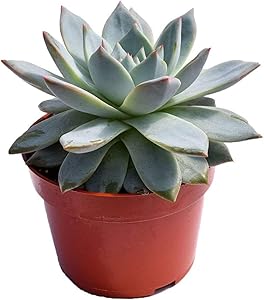 Echeveria 'Blue Bird', Rare Live Succulent Plant Fully Rooted in 4" Planter with Soil, Home Office Indoor Outdoor Wedding Decoration DIY Projects Party Favor-DUOROU