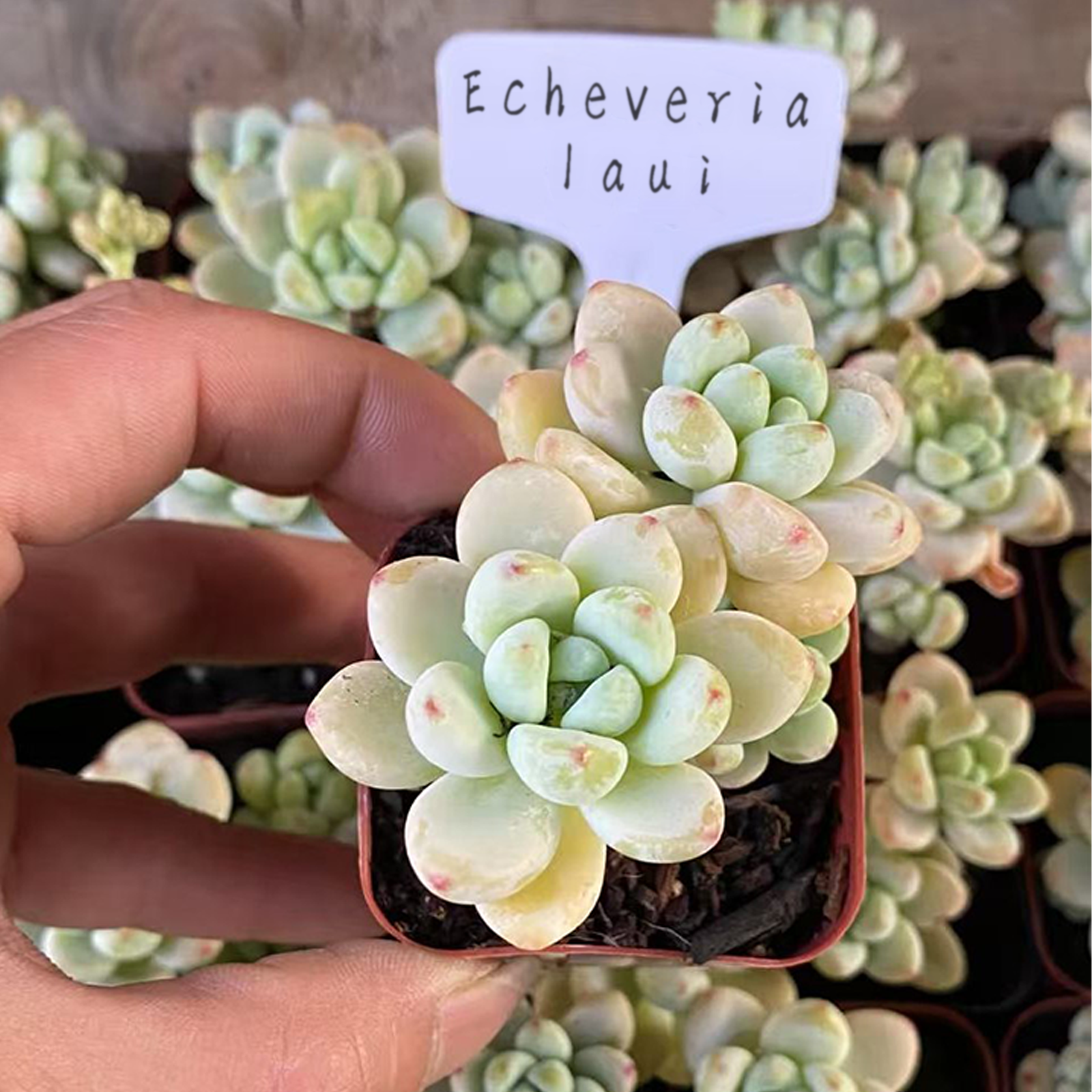Echeveria Laui,Live Succulent Plants Rooted in a 2-inch pot,Mini Pink Succulents,Bare Root Without Pot Soil, Live Plants Indoor Party Wedding Garden House Baby Shower Decor Friend Gift-DUOROU