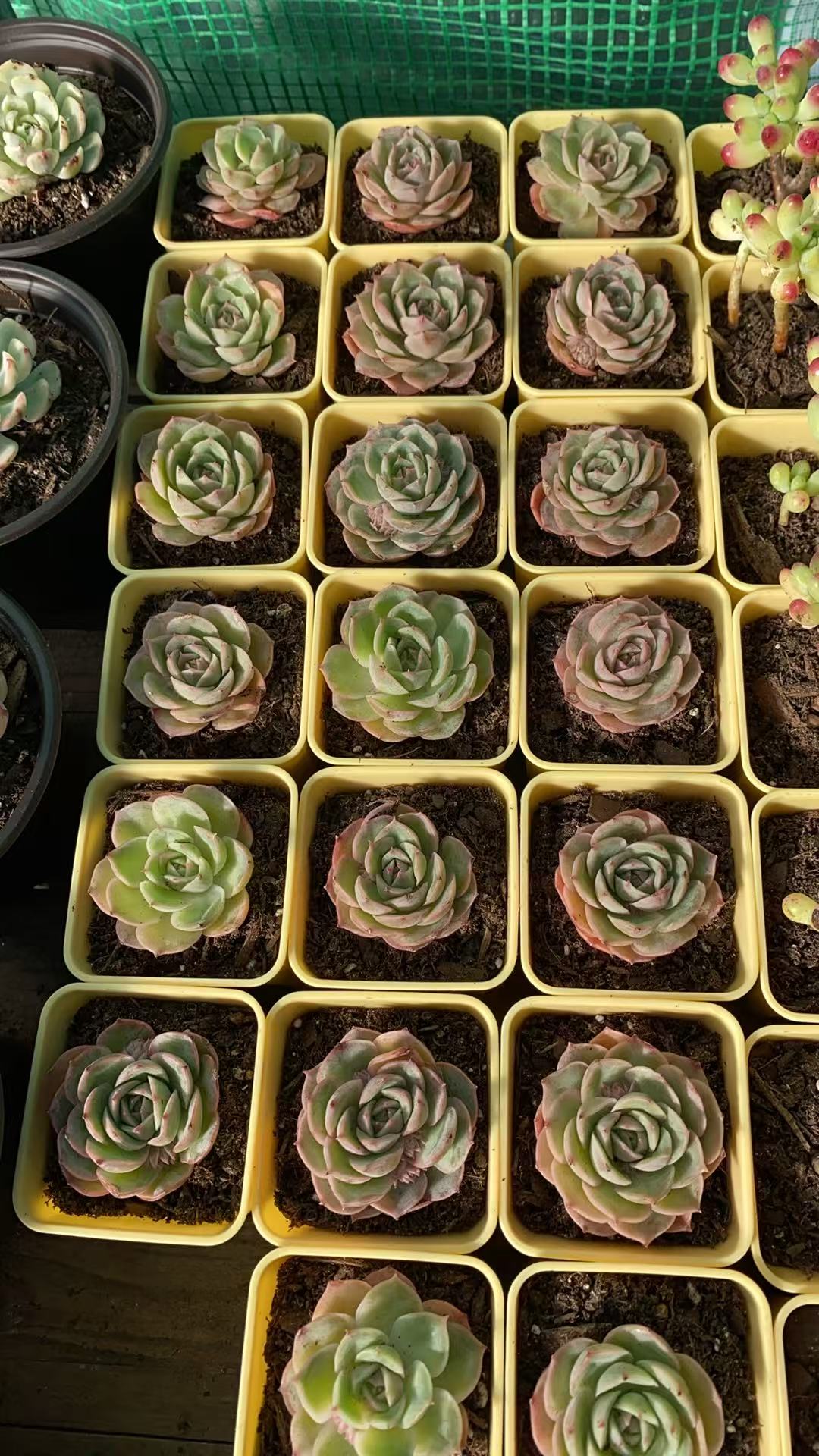 Echeveria Onslow Rare Live Succulent Plants, Live Plant, Package Without Pot & Soil, Garden Indoor Office Desk, Wedding Party Baby Shower Decoration, Friend Plant Lovers Gifts-DUOROU