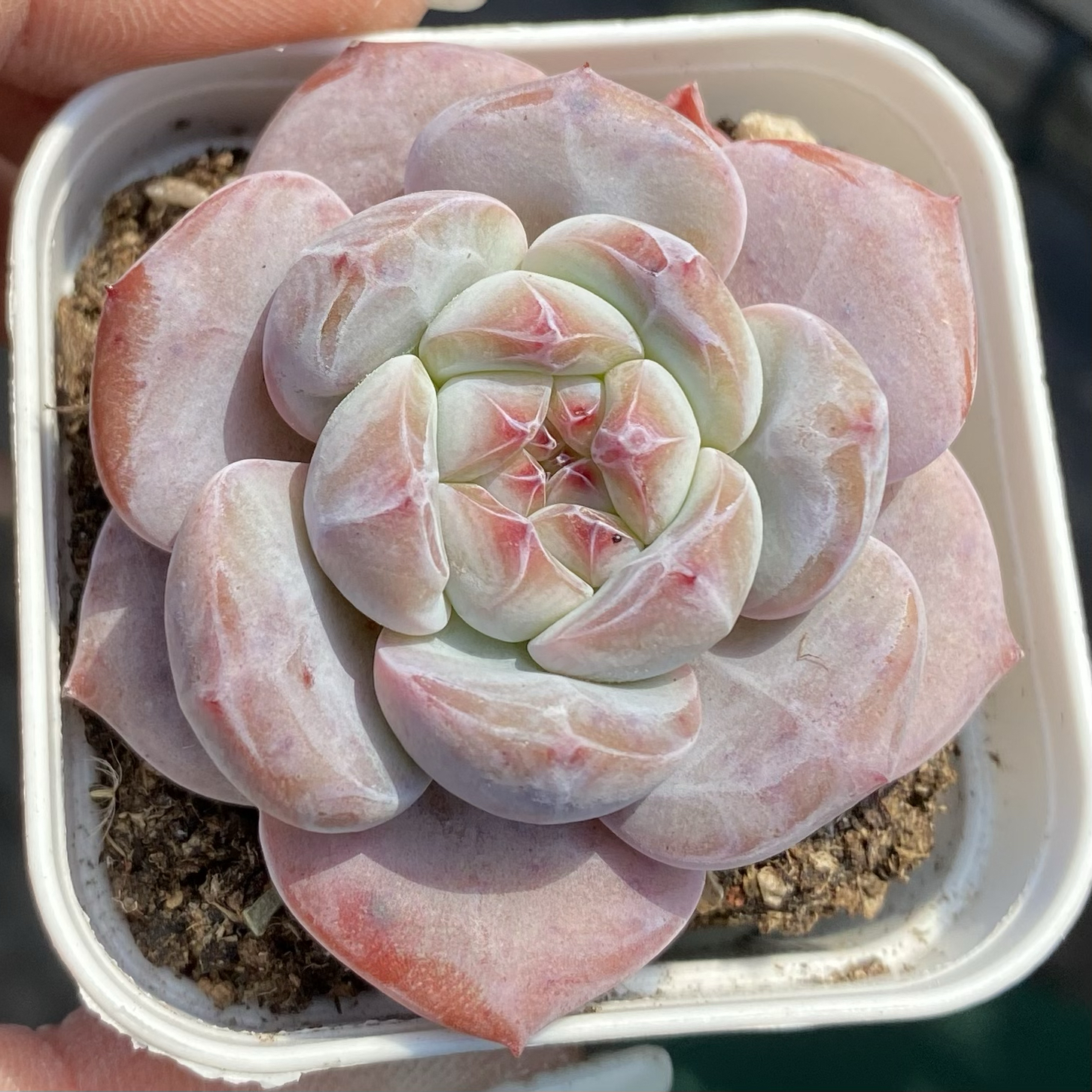 Echeveria 'Orange Monroe'

Echeveria Orange Monroe Rare Live Succulent Plants, Pink Live Plant, Excludes Pot & Soil, Garden Indoor Office Desk, Wedding Party Baby Shower Decor, Gift for Plant Enthusiasts-DUOROU